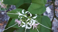 Bauhinia divaricata