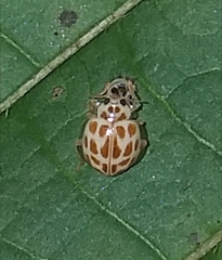 Psyllobora lutescens