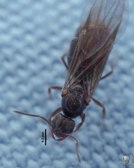 Brachymyrmex