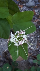Bauhinia divaricata