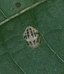 Psyllobora lutescens