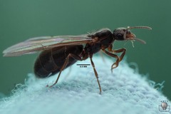 Brachymyrmex
