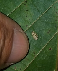 Psyllobora lutescens