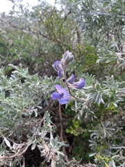 Lupinus chamissonis
