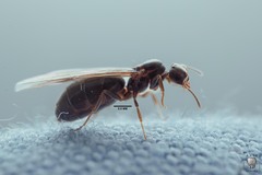 Brachymyrmex