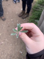Lupinus chamissonis