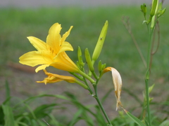 Hemerocallis lilioasphodelus