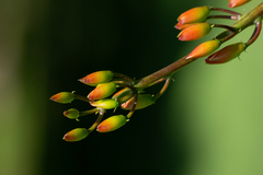 Erythrina crista-galli