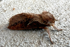 Elhamma australasiae