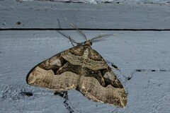 Xanthorhoe semifissata