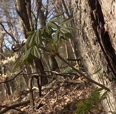 Aesculus sylvatica