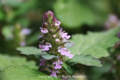 Ajuga ciliata
