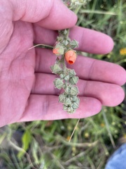 Sphaeralcea pedatifida