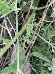 Sphaeralcea pedatifida