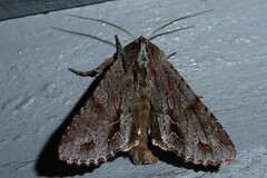 Ichneutica ustistriga