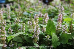 Ajuga ciliata