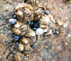 Chthamalus antennatus