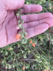 Sphaeralcea pedatifida