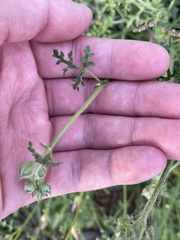 Sphaeralcea pedatifida