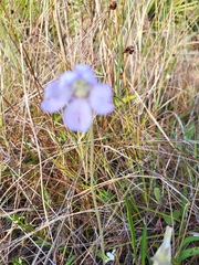 Pinguicula caerulea