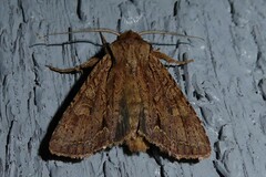 Ichneutica averilla
