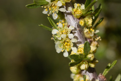 Prunus fasciculata