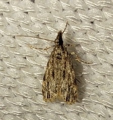 Eudonia strigalis