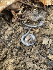 Plethodon ventralis