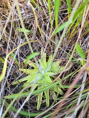 Pinguicula caerulea