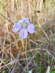 Pinguicula caerulea