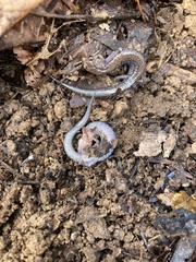 Plethodon ventralis