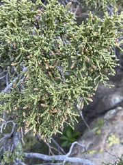 Juniperus californica