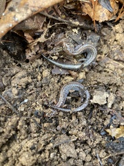 Plethodon ventralis