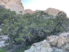 Juniperus californica