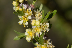 Prunus fasciculata