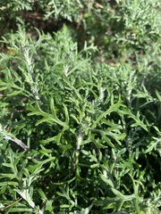 Eriophyllum staechadifolium