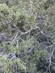 Juniperus californica