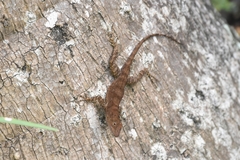 Anolis cristatellus