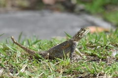 Agama picticauda