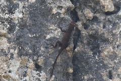 Anolis cristatellus