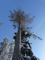 Larix occidentalis