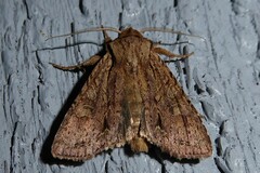 Ichneutica averilla