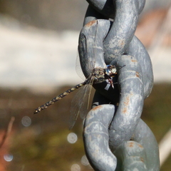 Austroaeschna subapicalis