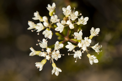 Platysace commutata