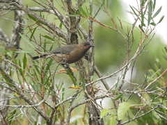 Myzomela obscura