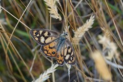Heteronympha penelope