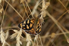 Heteronympha penelope