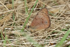Heteronympha penelope
