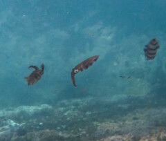 Sepioteuthis australis