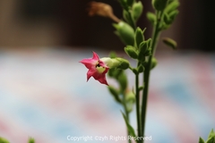 Nicotiana tabacum